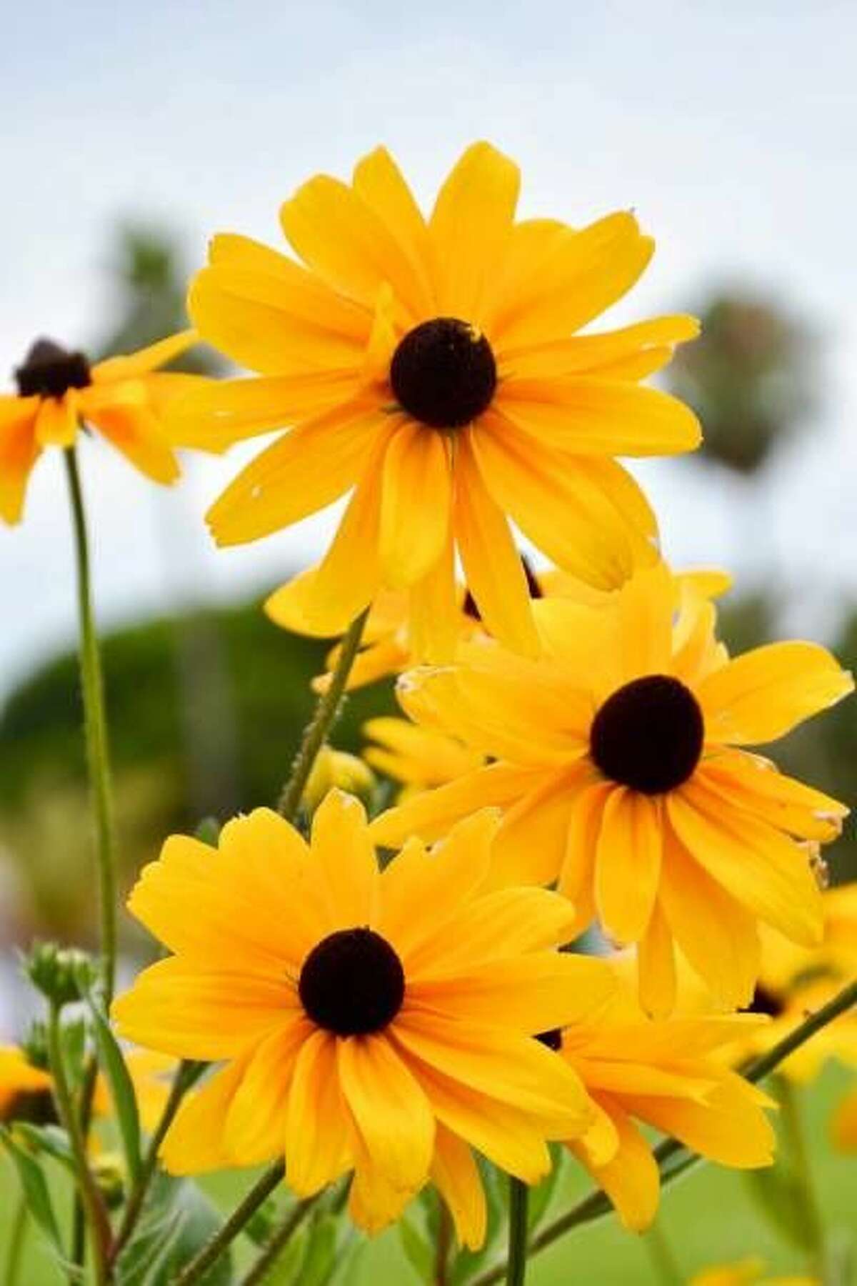 Black-eyed Susan: When it blooms: Late summer to early fall Why we love it: This sunny flower will make you smile, plus it doesn't need babied because it's drought tolerant and blooms for weeks and weeks. These are all the reasons you need this late season bloomer in your garden. Be sure to choose a perennial type.