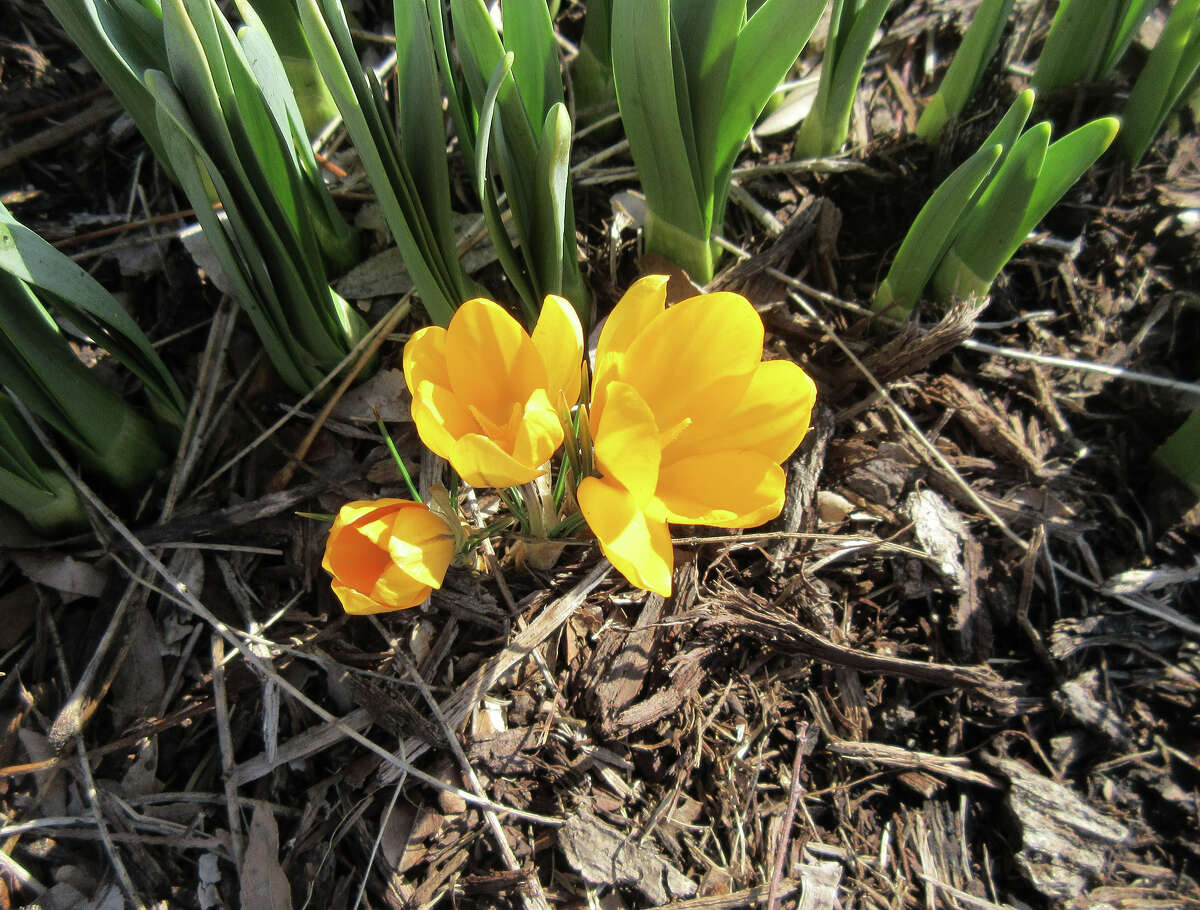 The first crocuses emerge in a yard in Greenfield, signaling the approach of spring.
