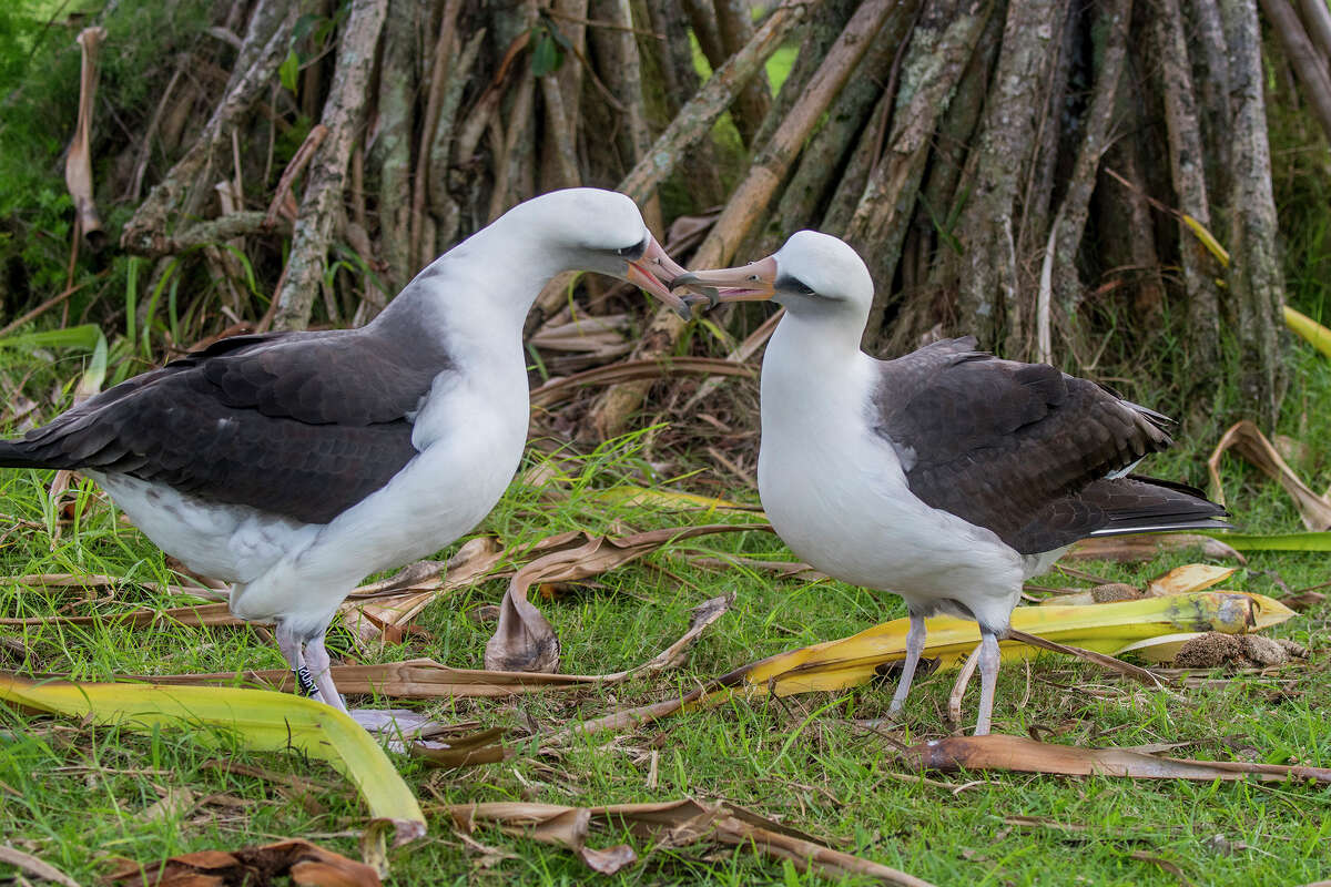A couple of moli, or Laysan albatrosses, displaying courtship behavior on the Princeville Makai Golf Club on the Hawaiian Island of Kauai.