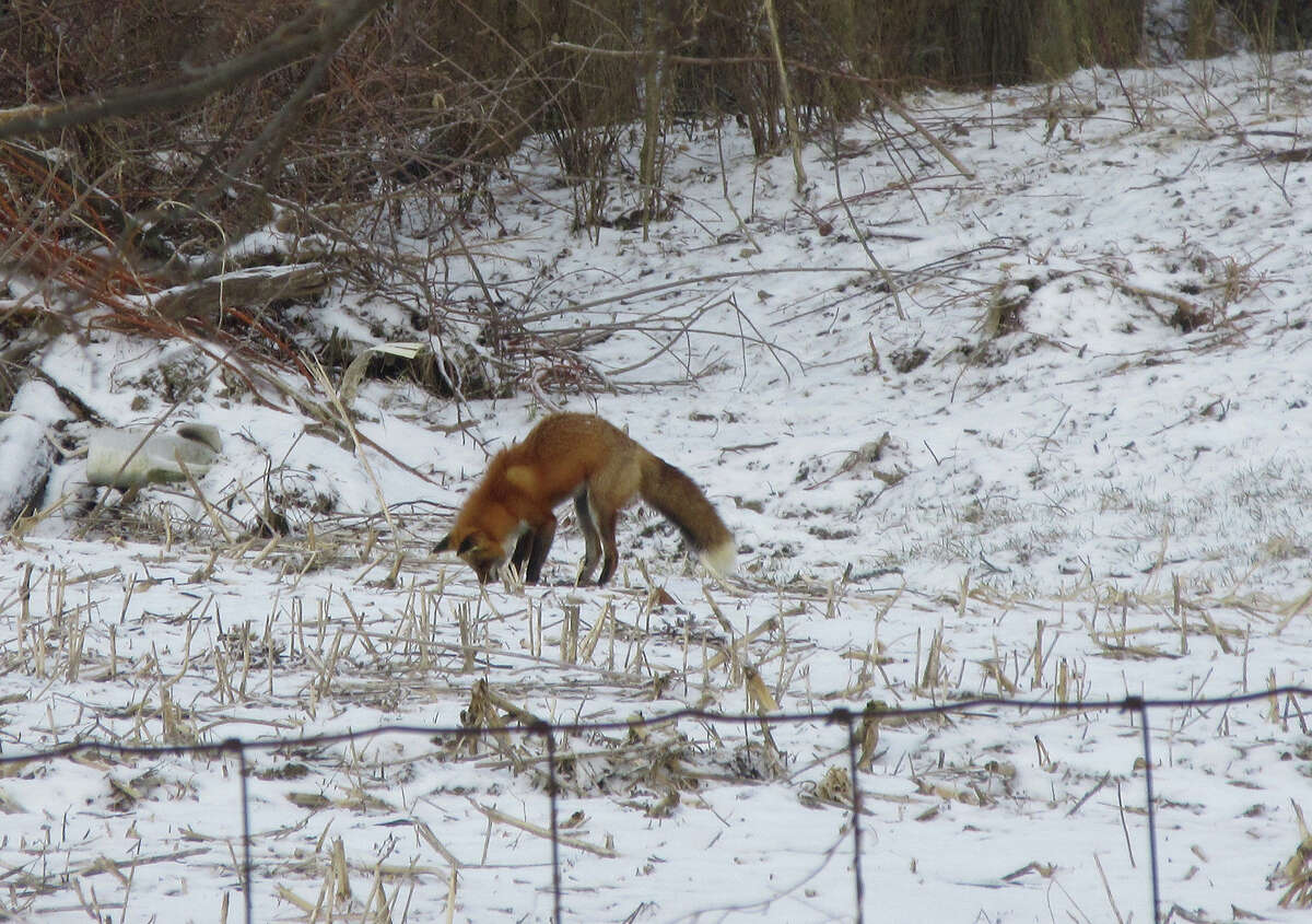 A fox digs for prey in rural Greenfield.