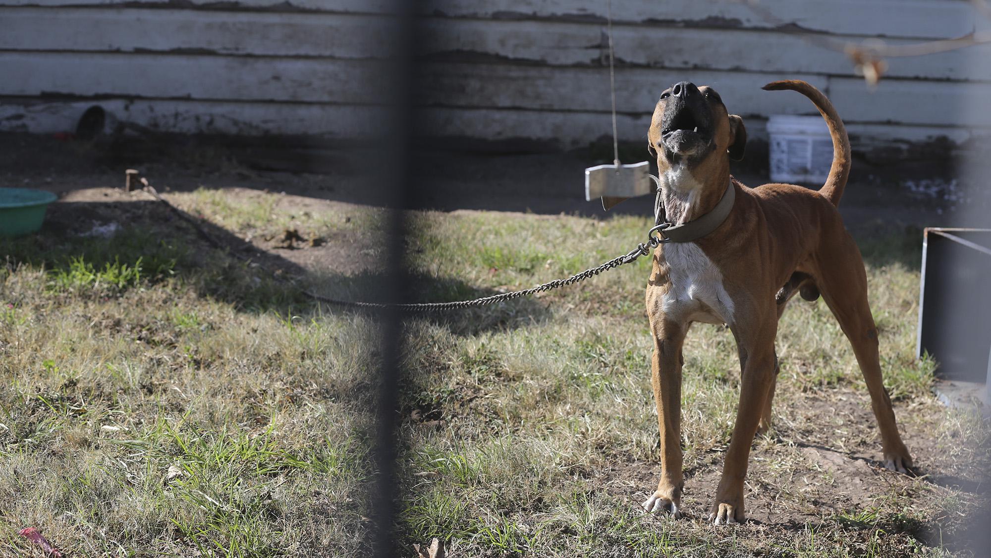 CT Dog Owners Could Face New Rules When Pets Are Outside