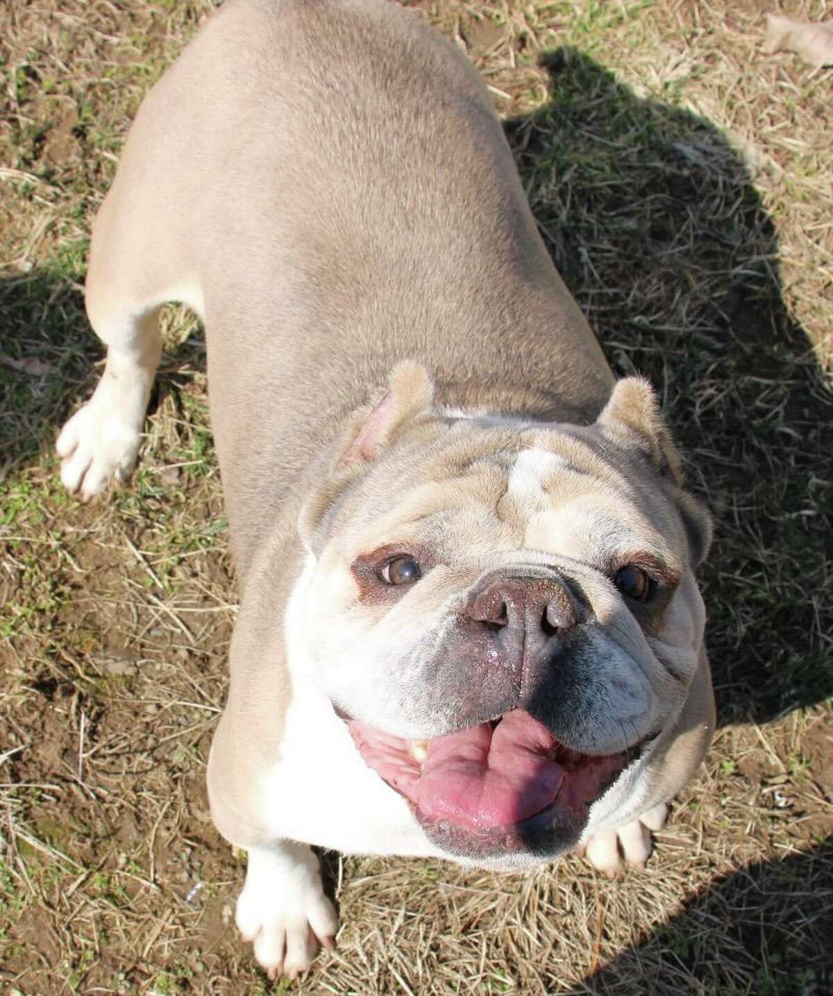 Bulldog Mary was tossed out of a truck on busy Racebrook Road and left for dead after a botched makeshift surgery. Now she's looking for a forever hme.