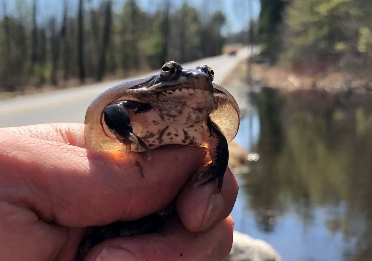 Southern Connecticut State University professor Steve Brady says wood frogs like this one are suffering from edema - or bloat - from road pollutants and one of those pollutants they are studying is road salt used to treat roads in winter.
