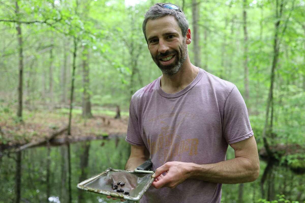 Southern Connecticut State University assistant professor Steve Brady is leading a team of students and professors in studying edema - or bloat - in wood frogs and its relationship to salt used to treat roadways near the frogs' habitat.