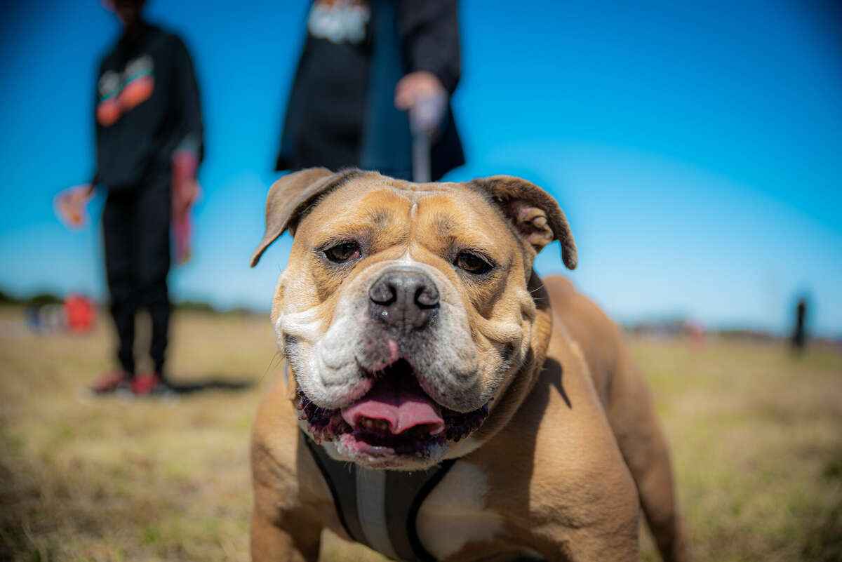 Les chiots et les amateurs de cerf-volant ont assisté à la 15e célébration annuelle du Tails Festival le 12 mars à McAllister Park.