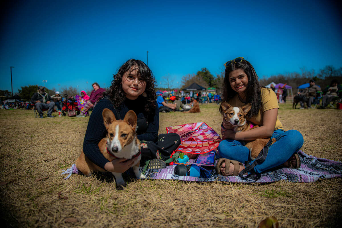 A charming Corgi dog playing in the park in 2022