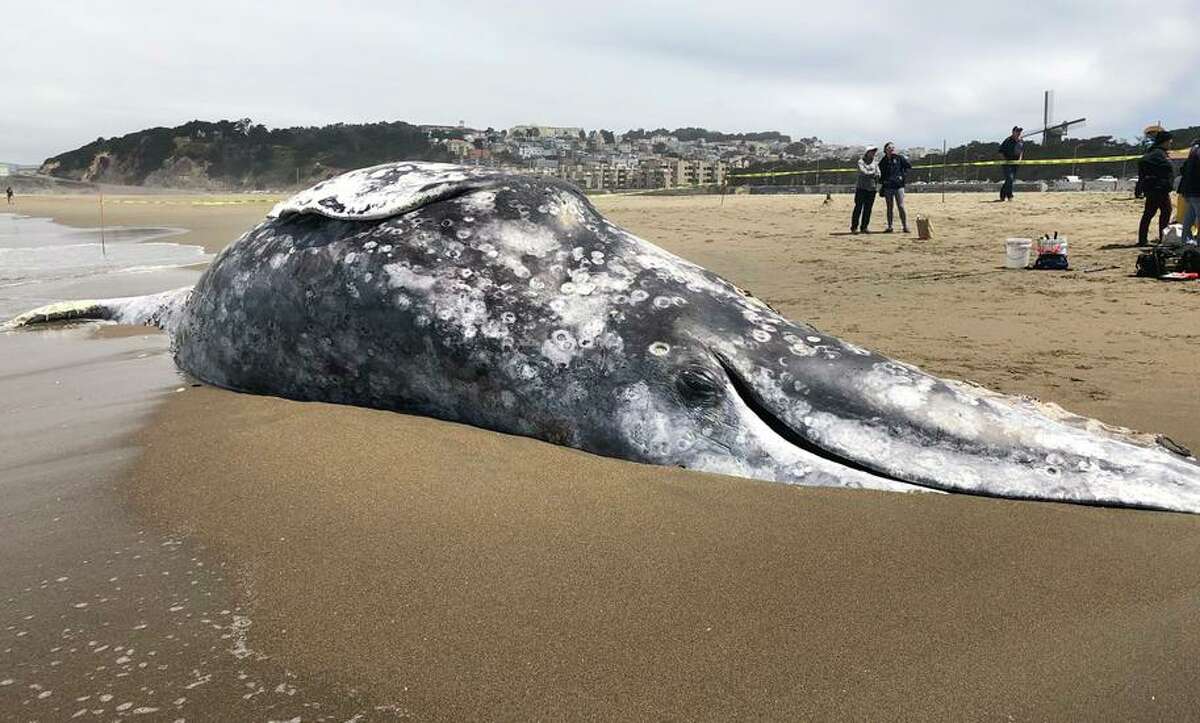 专家们准备对一头45英尺长的成年雌性灰鲸进行尸检，这头鲸于6月在海洋海滩被冲上岸。