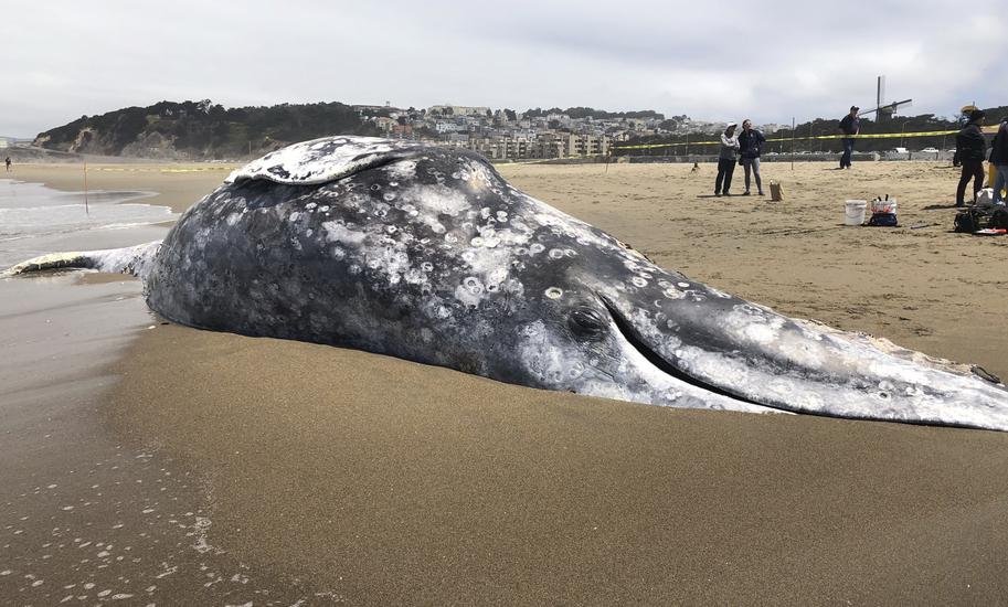 What happens to dead whales?