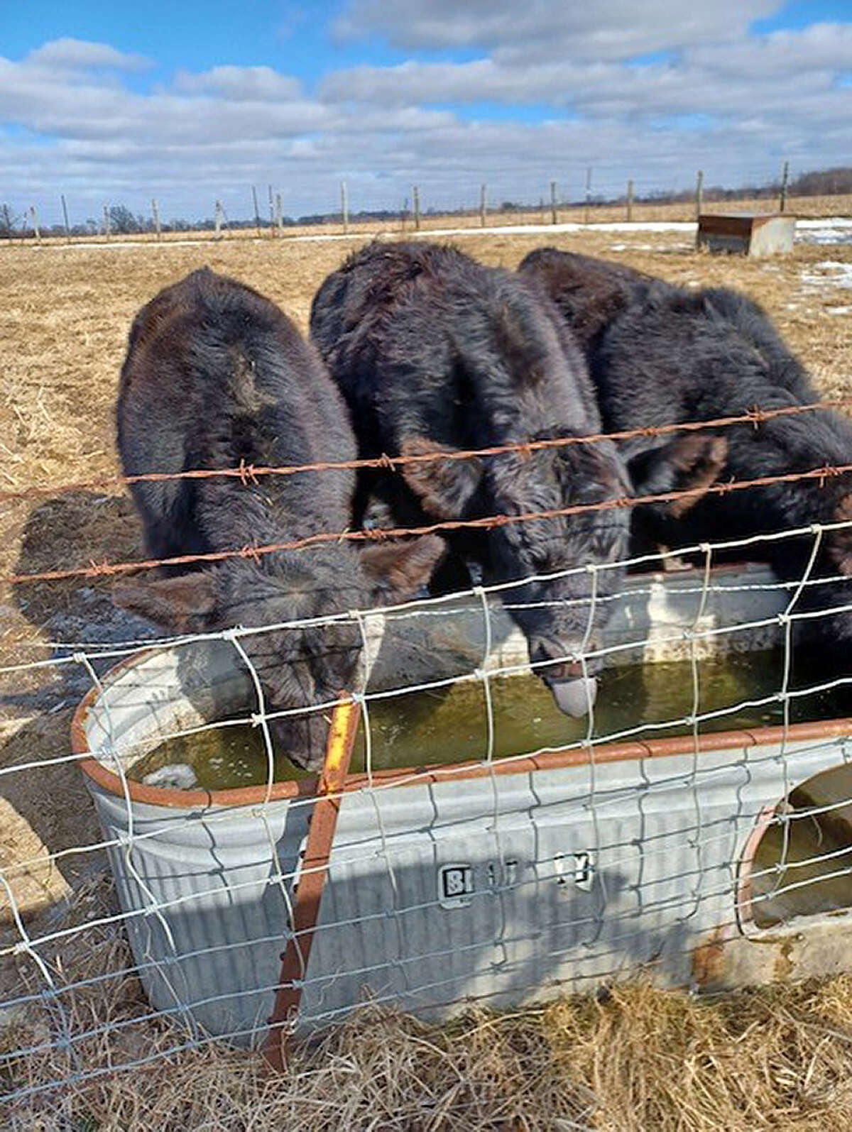 Ella Roberts' calves get their fill of water before returning to the field.