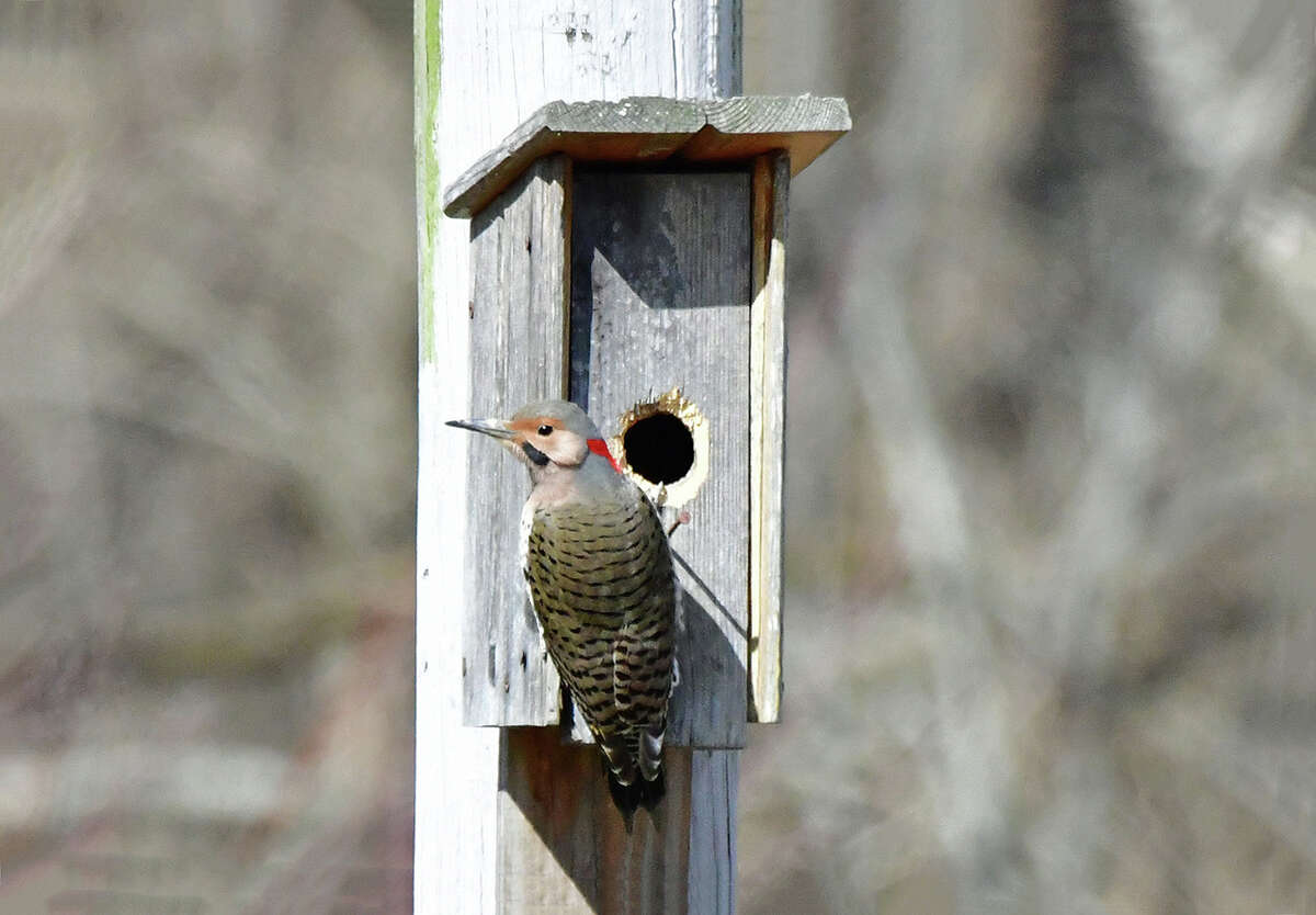 A flicker widens the door of a bluebird house, preparing its spring residence.
