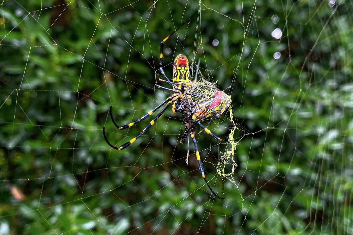 Union College Researcher Says Don't Fear A Joro Spider Invasion