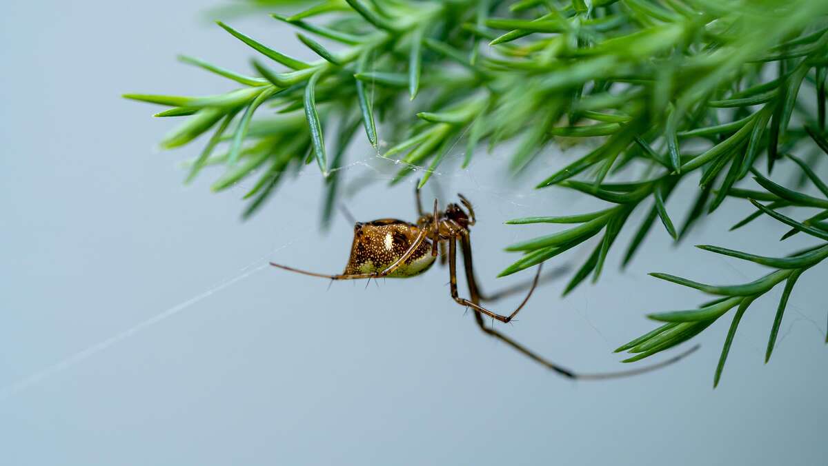 A joro spider on a web with a green pine tree background.