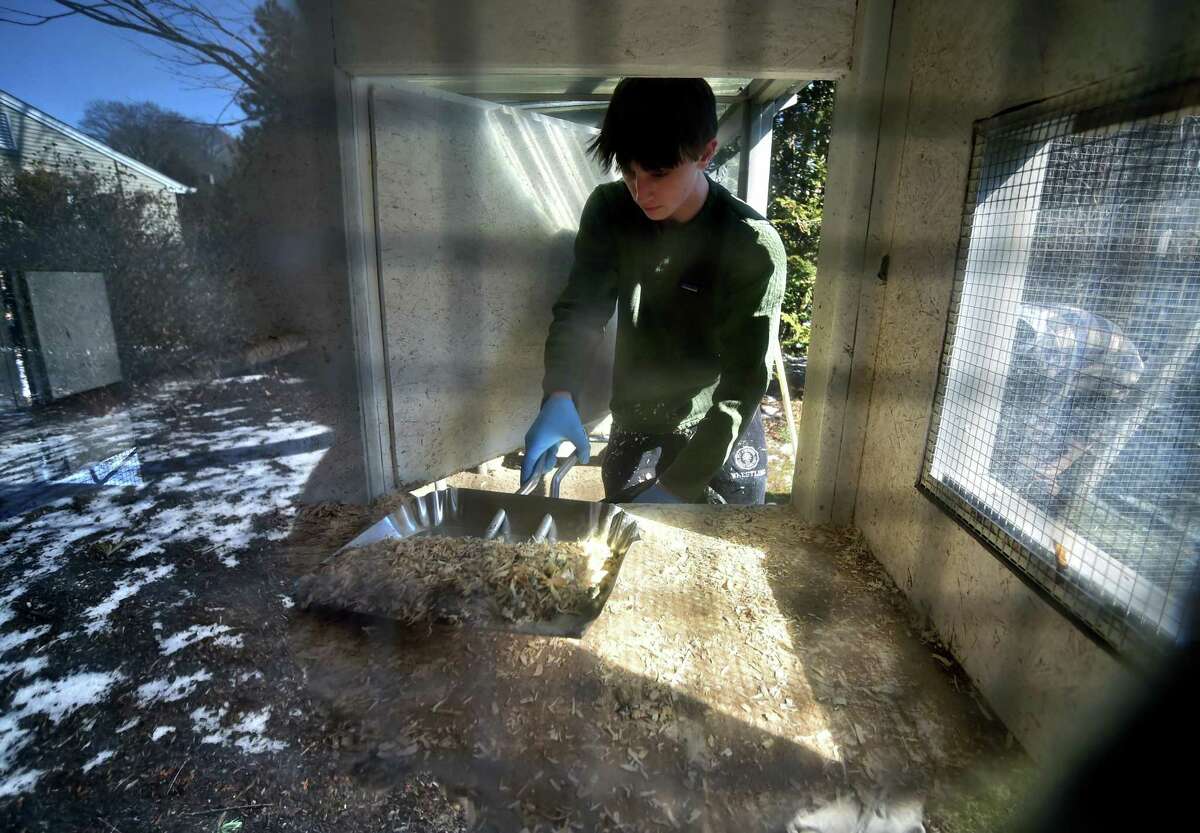 Brunswick student Henry Sorbaro cleans a chicken coop at a home in Greenwich, Conn., on Saturday February 26, 2022. Sorbaro, who learned the ropes by caring for his own chickens, started the business with two classmates. They all work together on the weekends to care for around ten coops in Greenwich and New Canaan.