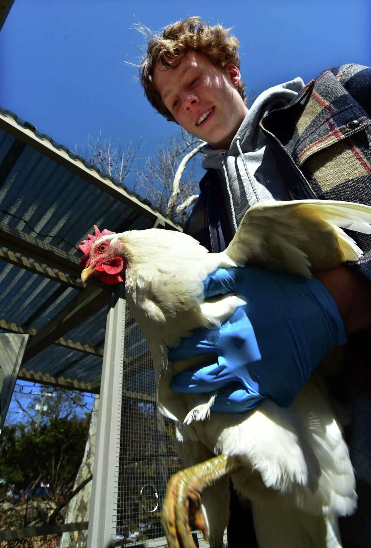 Brunswick student Magnus Reiley holds a chicken while his classmate Henry Sorbaro works to clean its chicken coop at a home in Greenwich, Conn., on Saturday February 26, 2022. Sorbaro, who learned the ropes by caring for his own chickens, started the business with Reiley and another classmate. They all work together on the weekends to care for around ten coops in Greenwich and New Canaan.