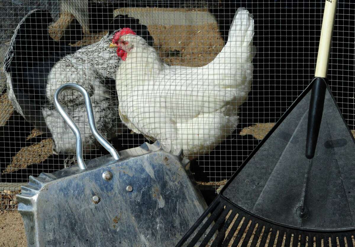 Brunswick students turn Greenwich’s coops into biz opportunity