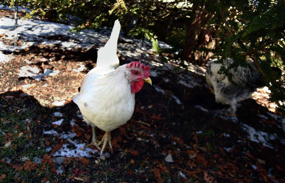 Brunswick students turn Greenwich’s coops into biz opportunity