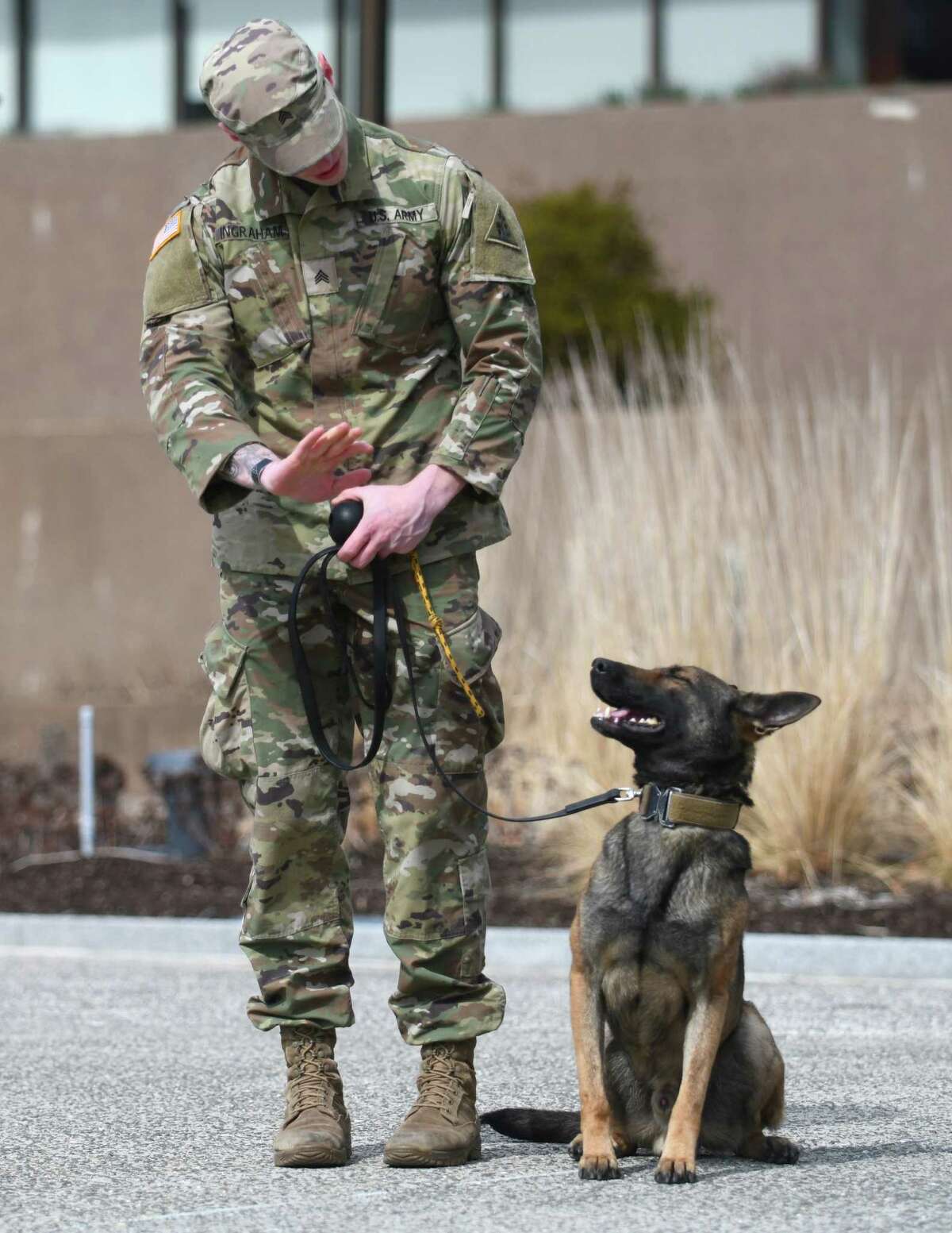 Military Working Dog Dino obeys commands from his handler U.S. Army National Guard Sgt. Colin Ingraham at the National K-9 Veterans Day event at Veterans Memorial Park in Stamford, Conn. Sunday, March 13, 2022. Presented by the Stamford Veterans Park Partnership, military and police dogs were honored and gave demonstrations of attacking, detecting missing persons, and detecting firearms and explosives.
