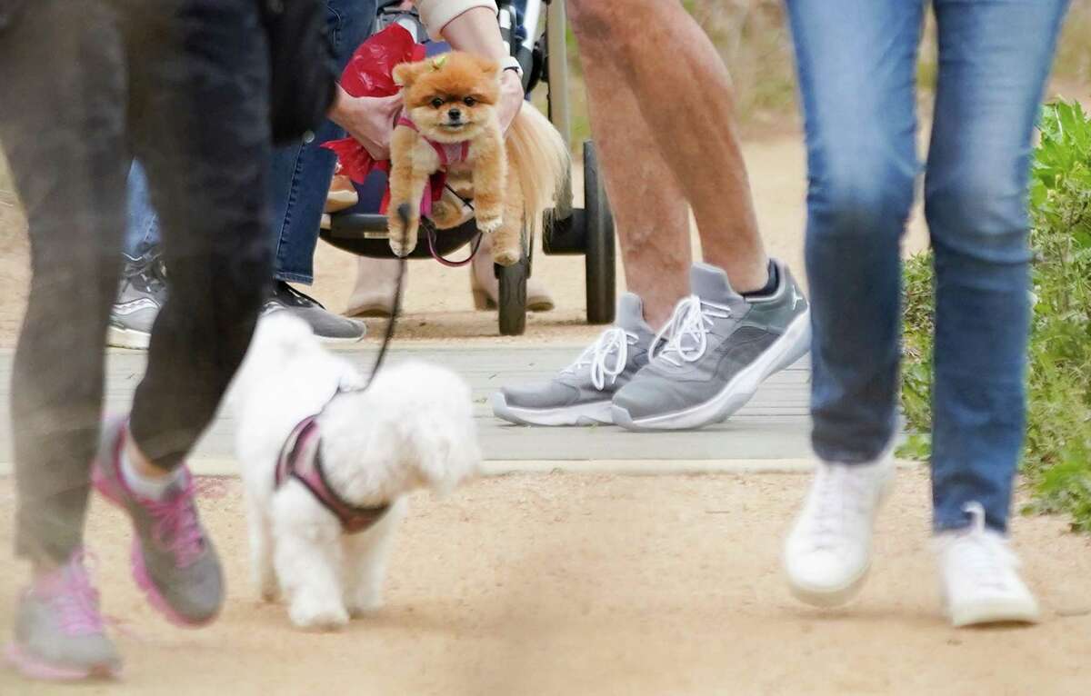 A dog gets help on the Pup Crawl trail at the Houston Arboretum in Houston on Sunday, March 13, 2022.