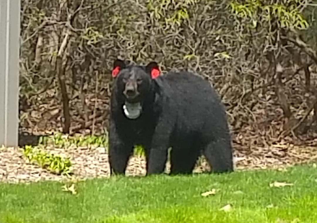 As bear sightings set to increase in CT, what do their ear tags mean? - Vimarsana News