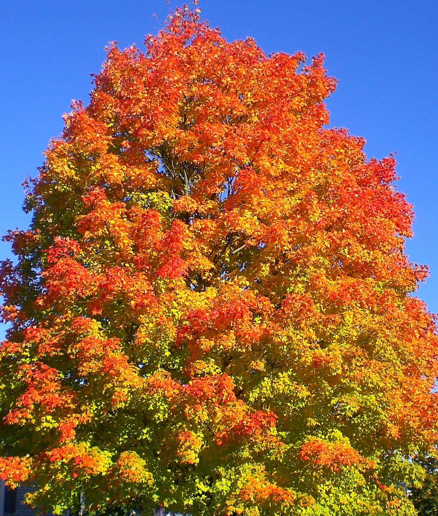 Conservation Corner: Learn how to identify Middletown's many maple trees - Vimarsana News
