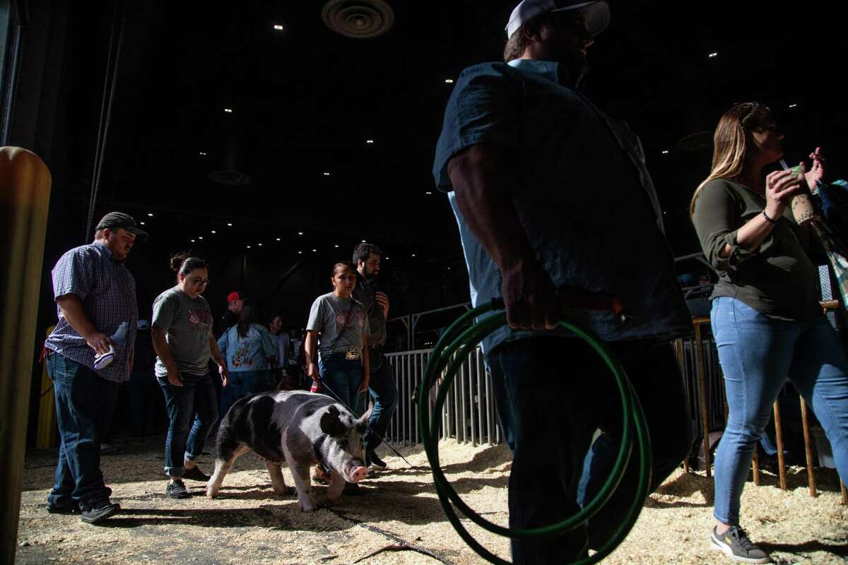 These Texas kids get seconds to show their pigs at RodeoHouston — then ...