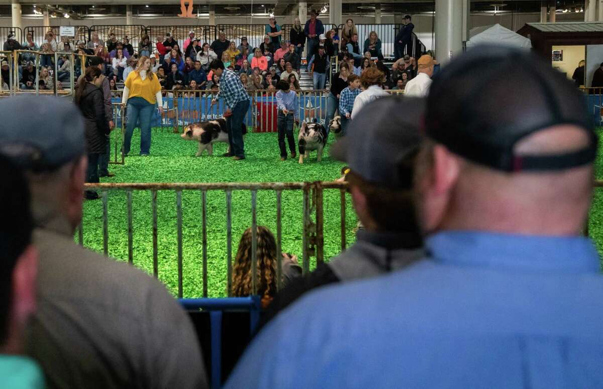 These Texas kids get seconds to show their pigs at RodeoHouston — then ...