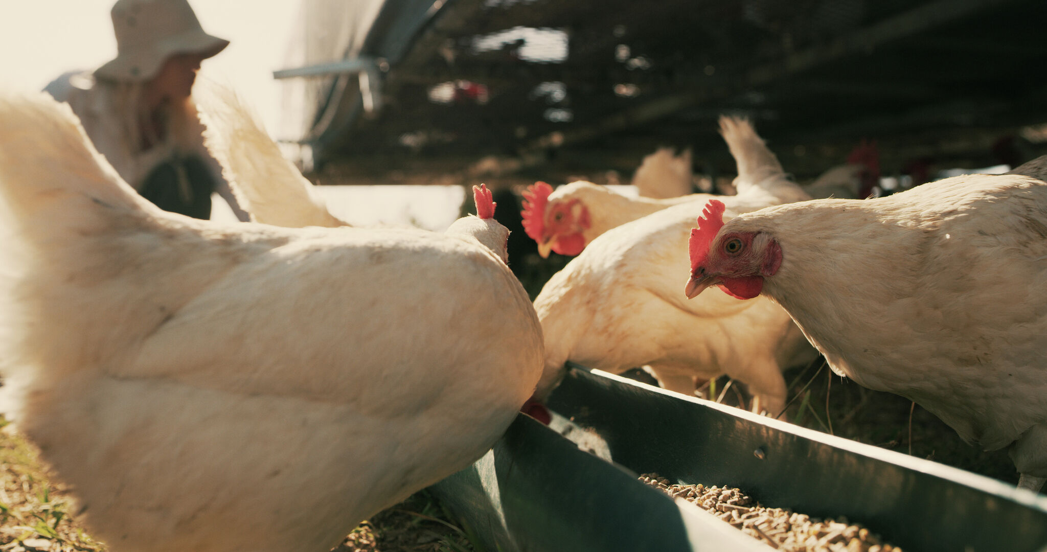 Bird flu found in Illinois flock, neighboring Wisconsin - Vimarsana News