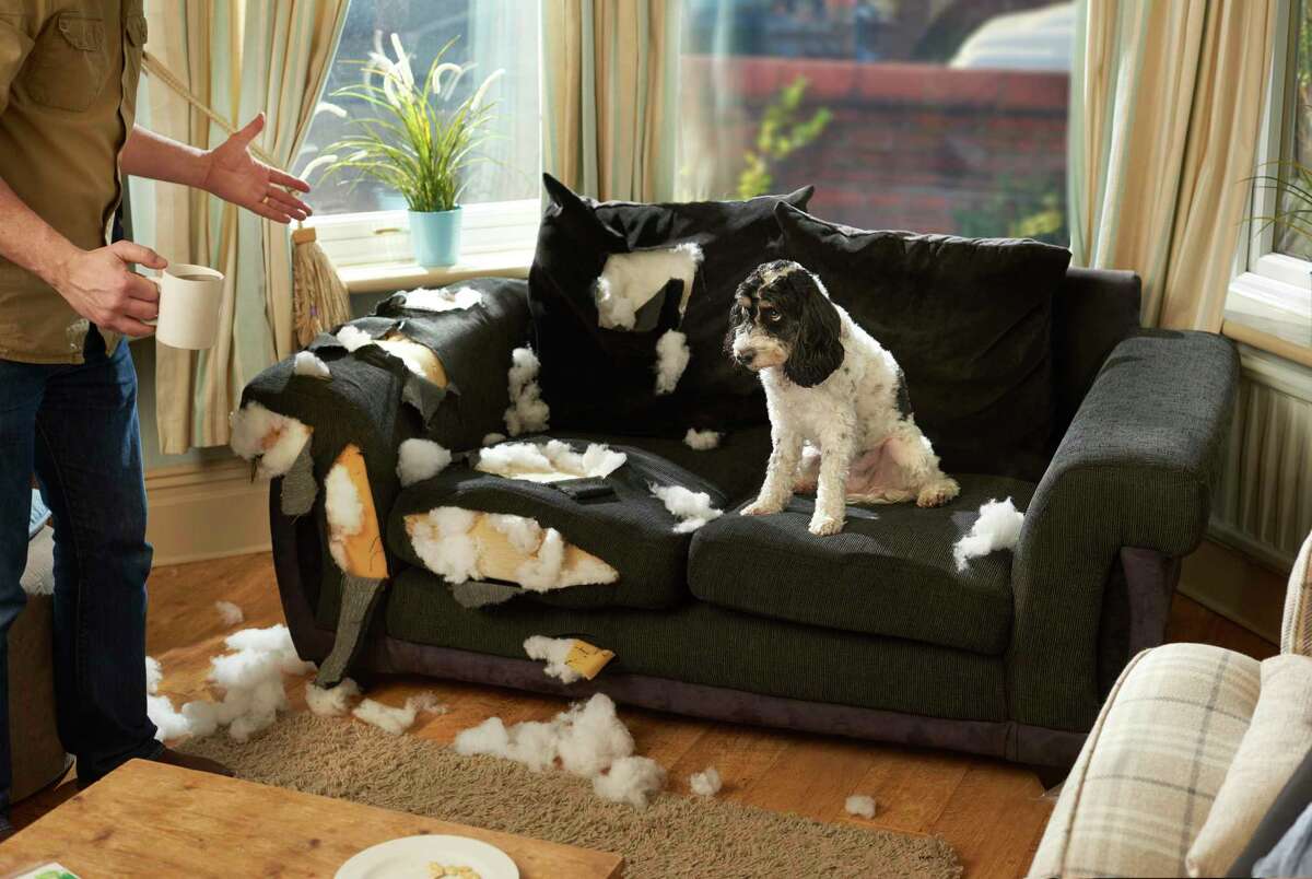 Got a destructive pet? Keep it from getting bored and acting out by stimulating its mind and keeping its body moving.