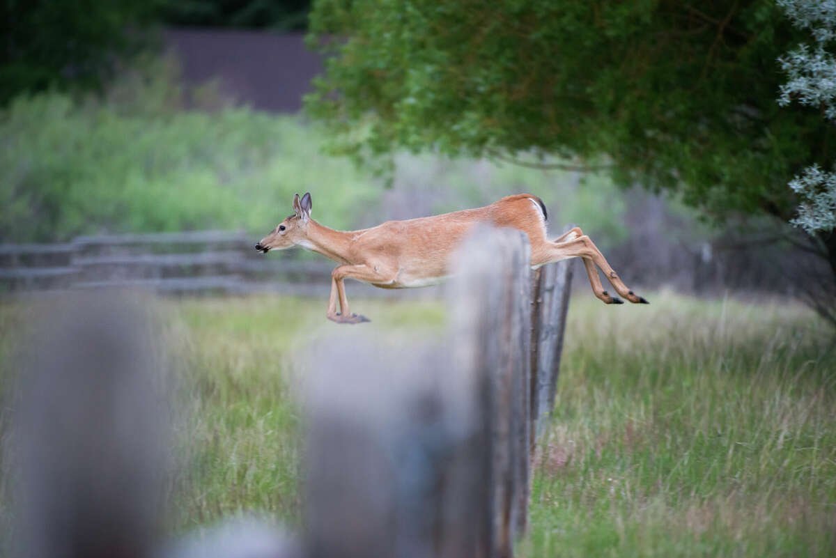 A deer leaping over a fence.