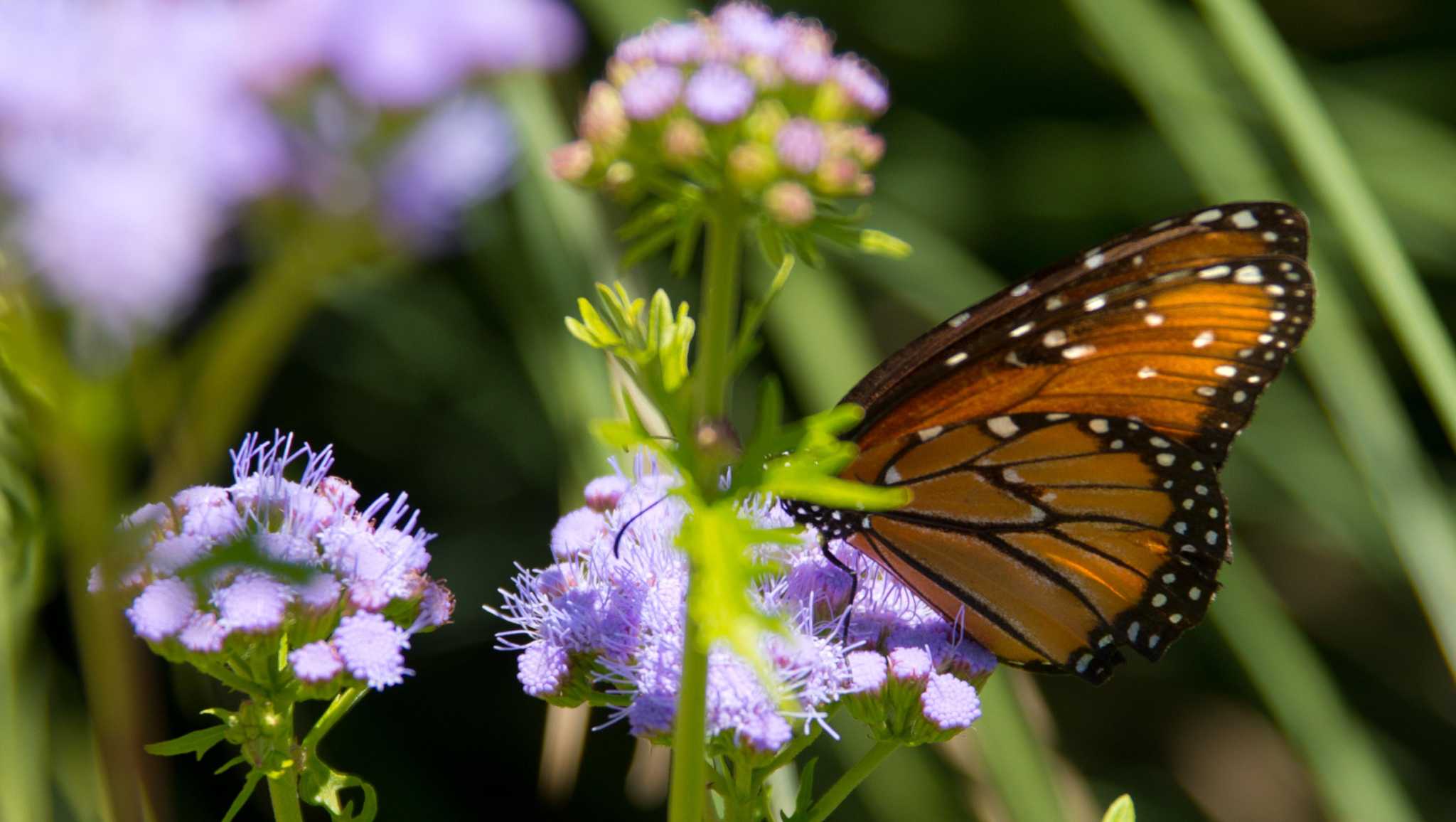 The best nectar-producing flowers and plants for monarch butterflies in San Antonio - Vimarsana News
