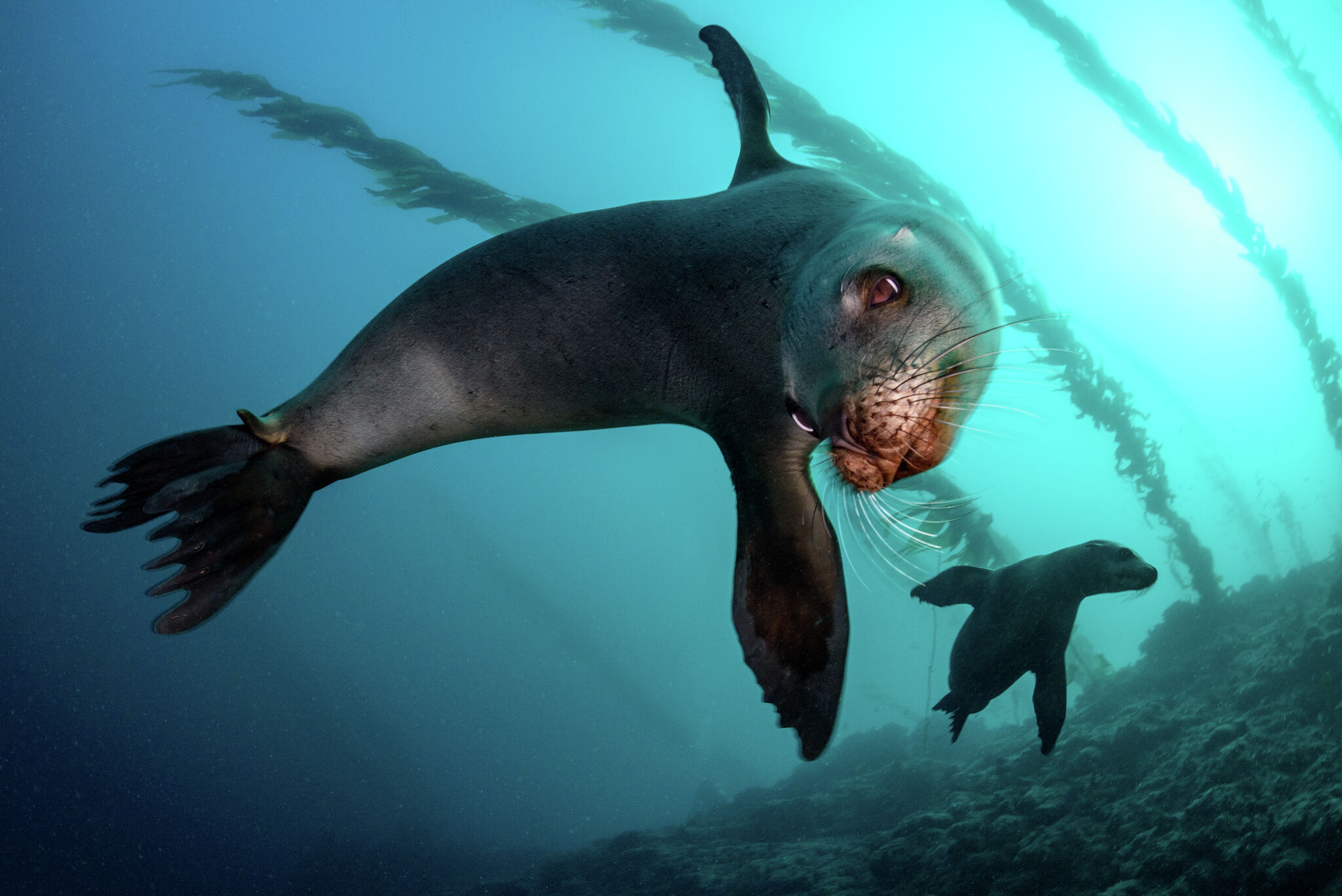 Sea Lions preparing for shows at St. Louis Zoo - Vimarsana News