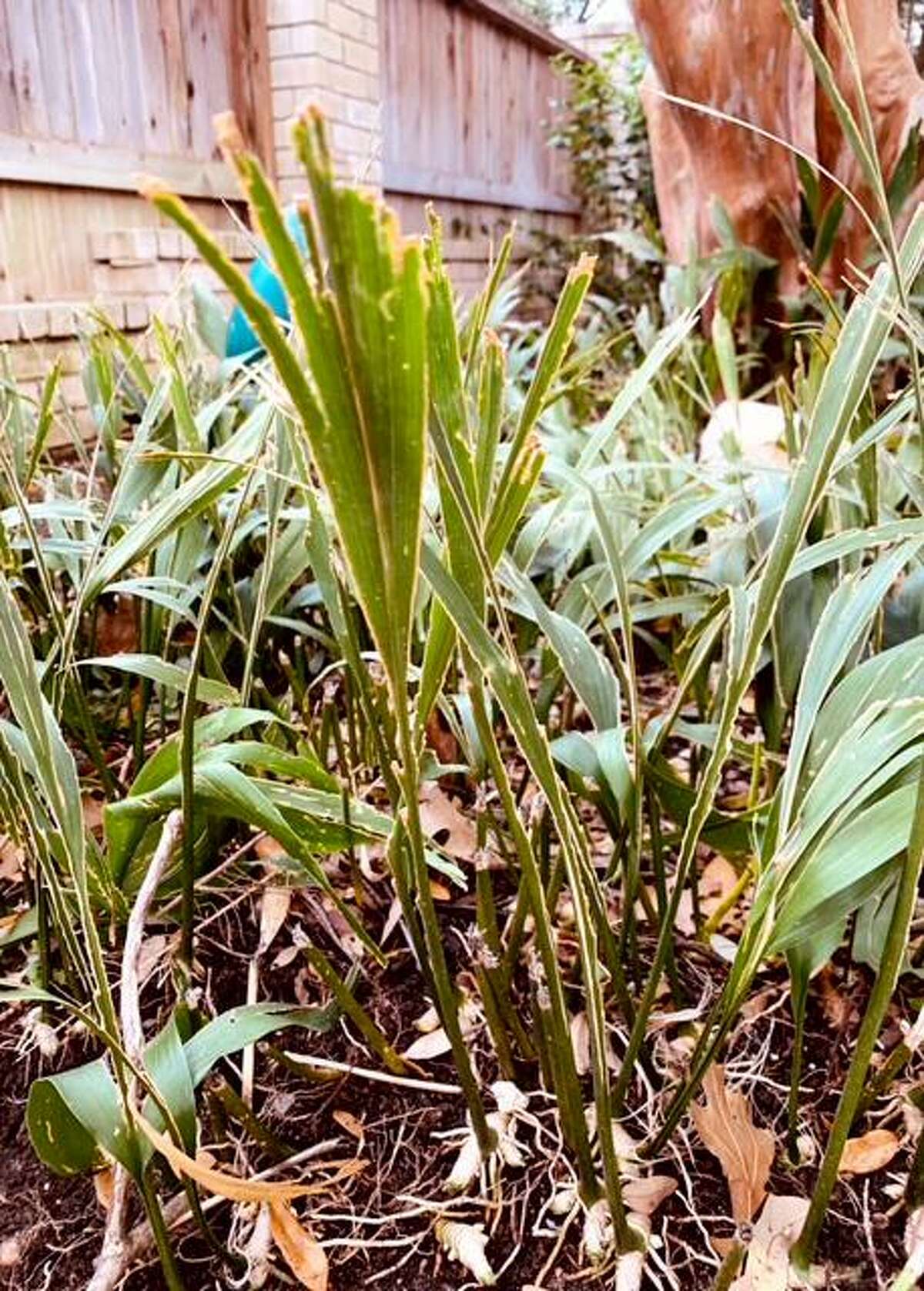 How to grow esperanza plants from cuttings