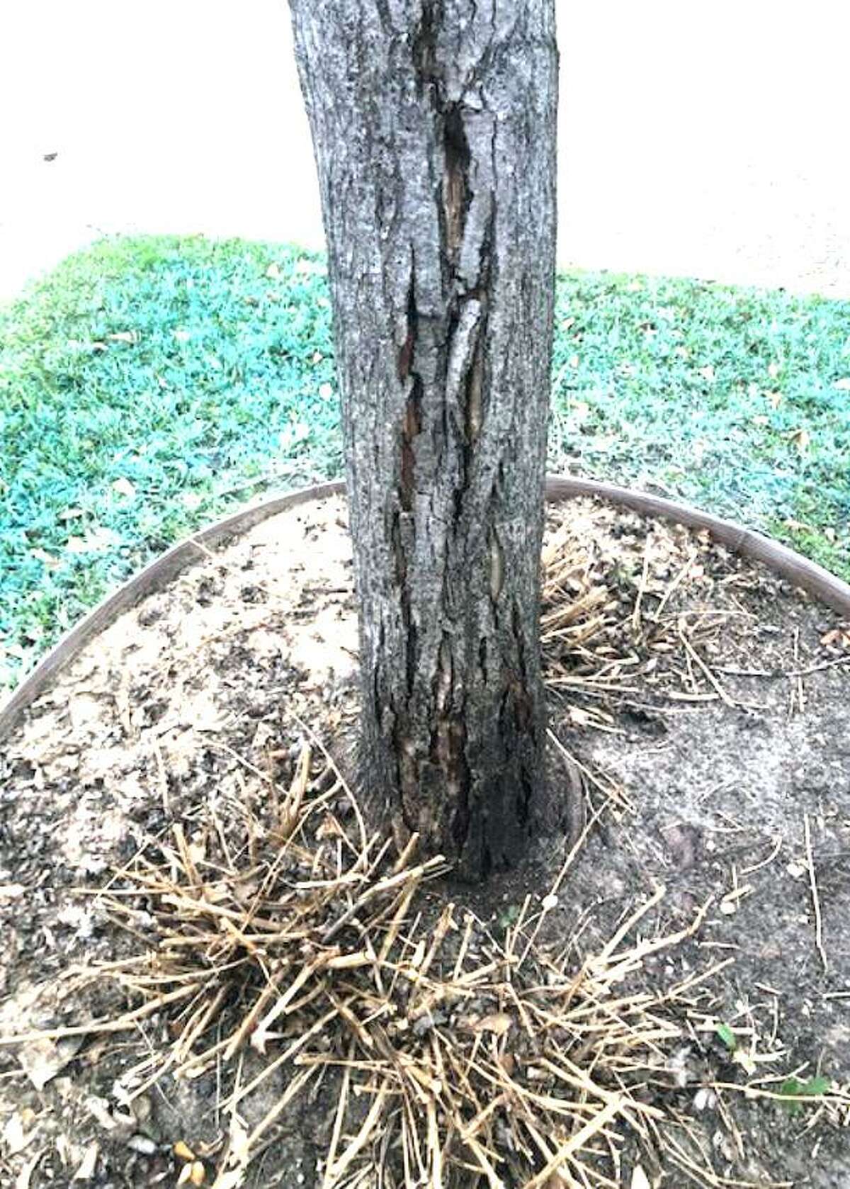 Thousands of Texas oaks and maples were damaged by the extreme cold. A process known as radial shake caused those trees bark to separate in vertical splits. It did little harm to some of the trees, moderate damage to others, and it killed some — all dependent of the magnitude of the bark loss.
