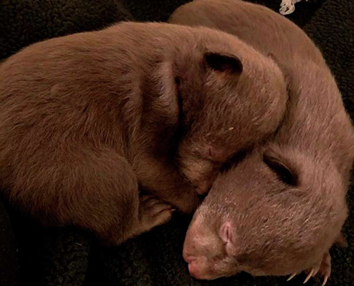 A photo of two bear cubs that California wildlife officials said were recovered from a man who took them from their den.