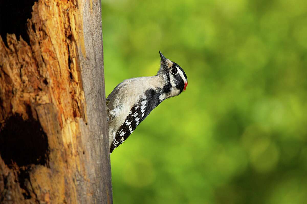The drumming sound of the downy woodpecker might match its small size. Woodpeckers are drumming to communicate during mating season.
