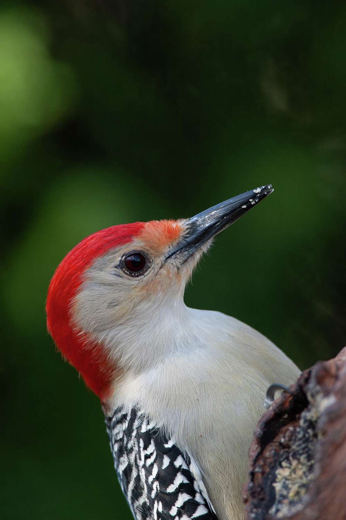 How woodpeckers protect their brains while pecking and drumming