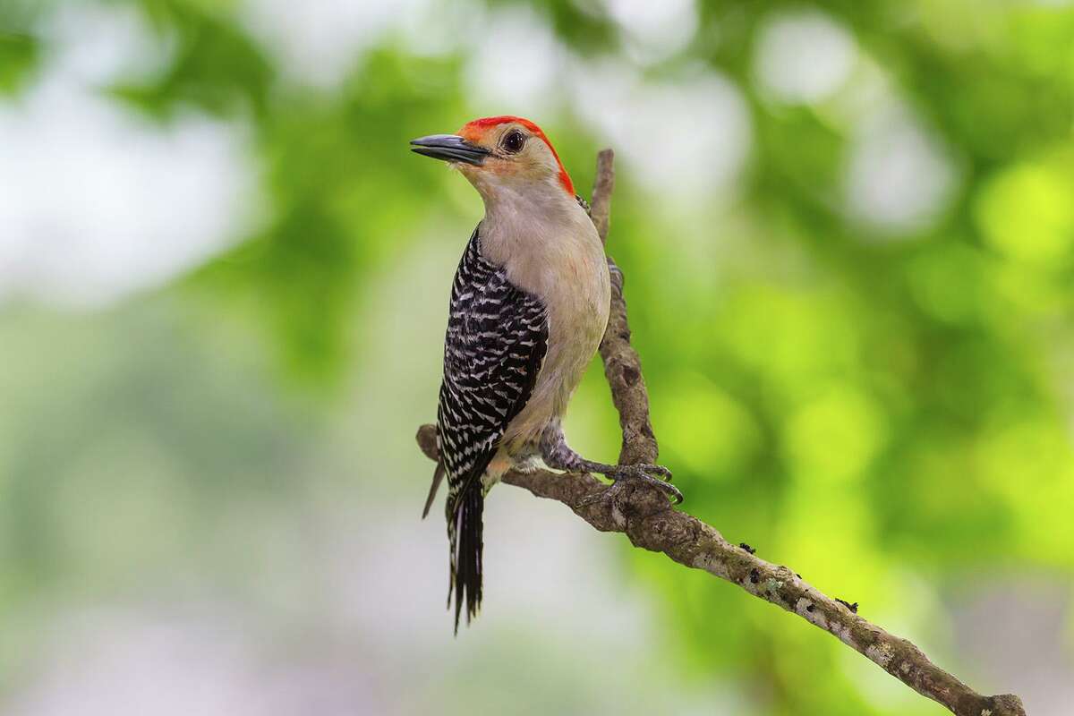 How woodpeckers protect their brains while pecking and drumming