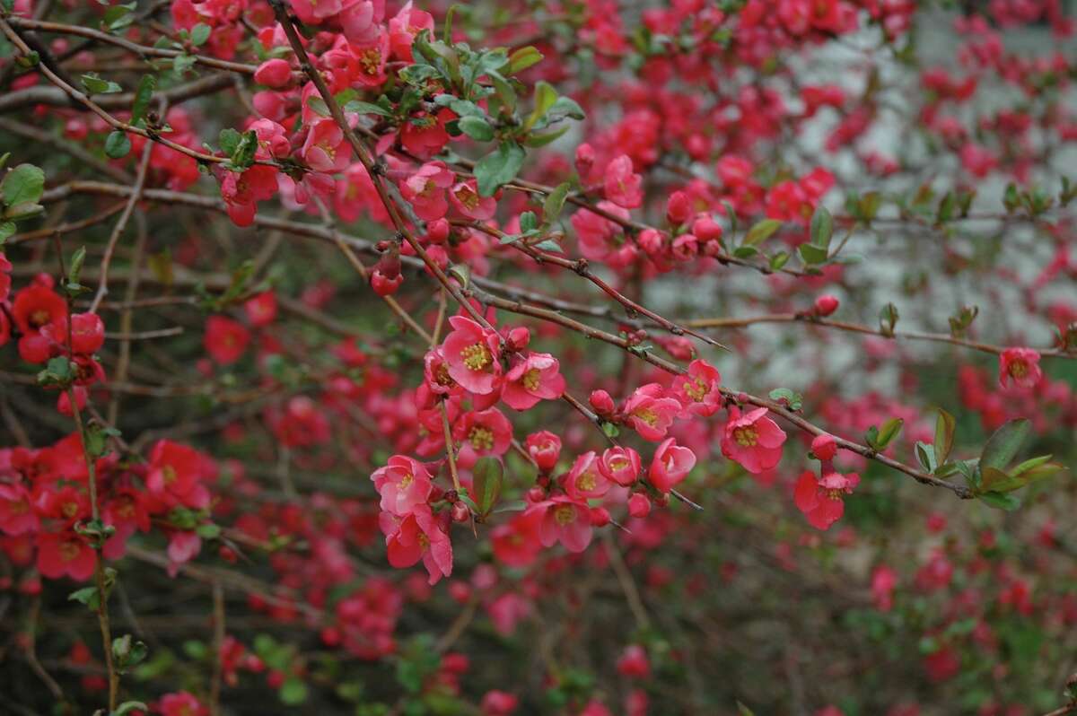 The branches of a Flowering Quince add color and beauty to the indoors.