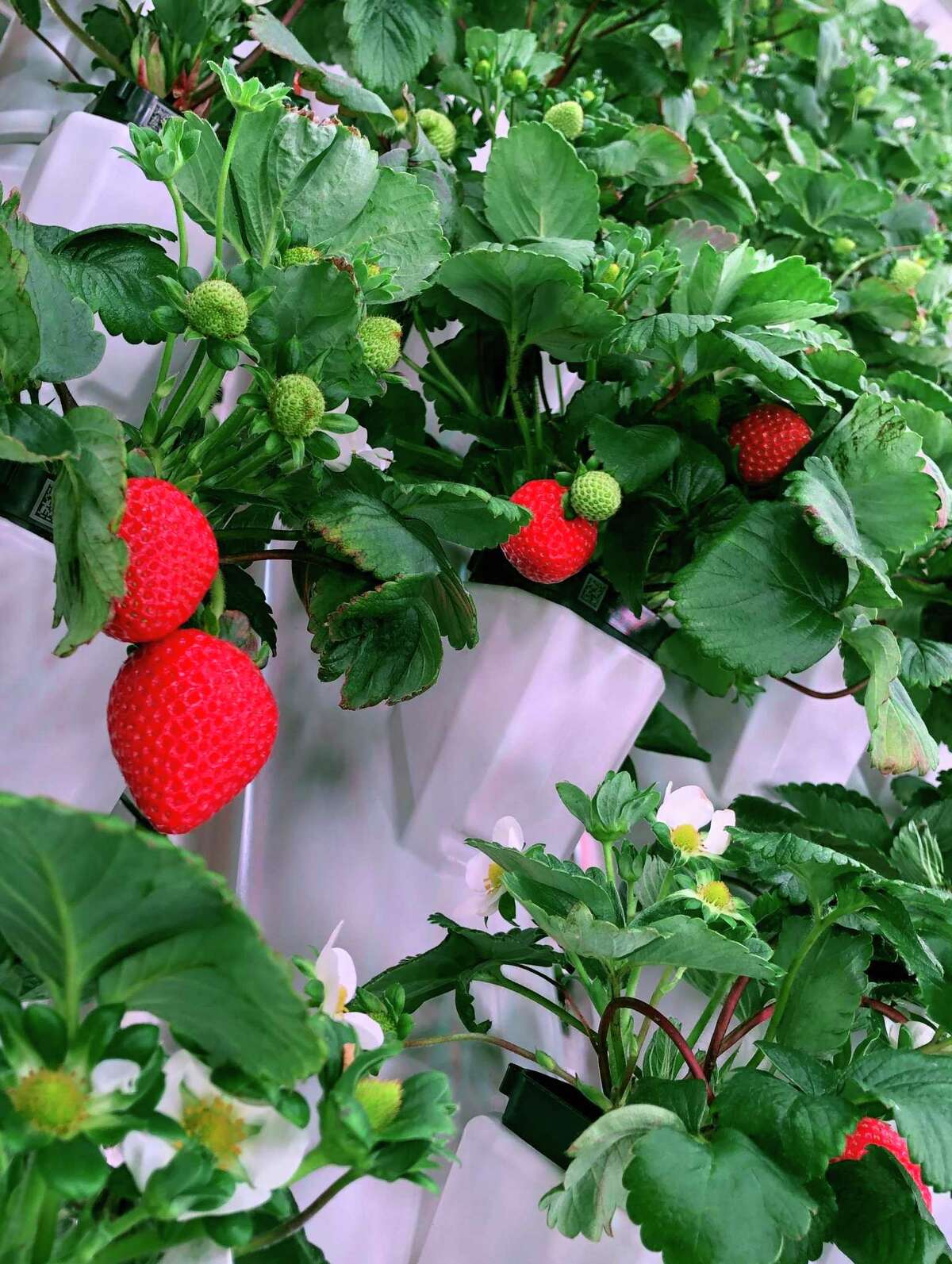 Strawberries grow in Plenty’s Wyoming test farm.