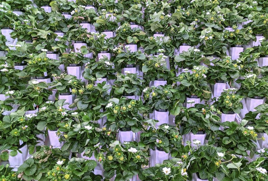 Bay Area company to grow California-bred strawberries in huge indoor vertical farm in the Northeast - Vimarsana News