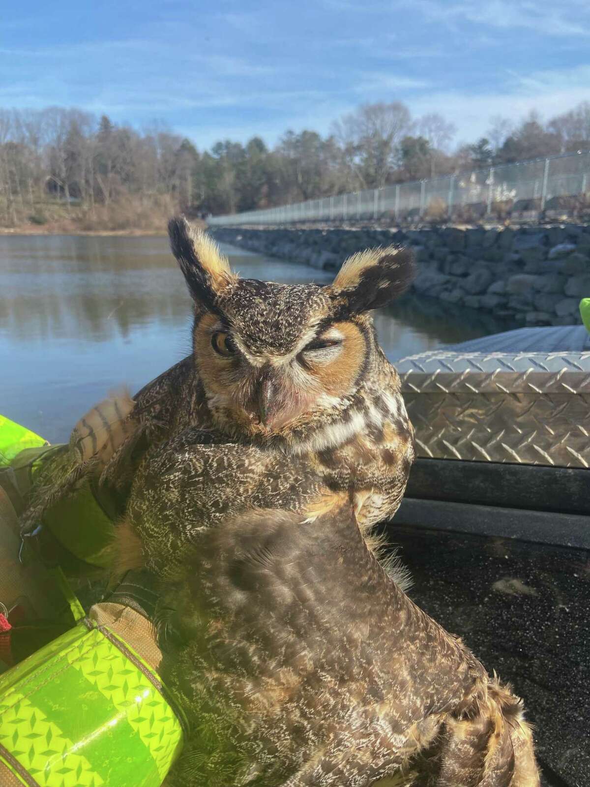 Firefighters with the Round Hill and Glenville volunteer fire companies helped rescue a great horned owl suspended on a fishing wire in the South Stanwich reservoir Monday afternoon.
