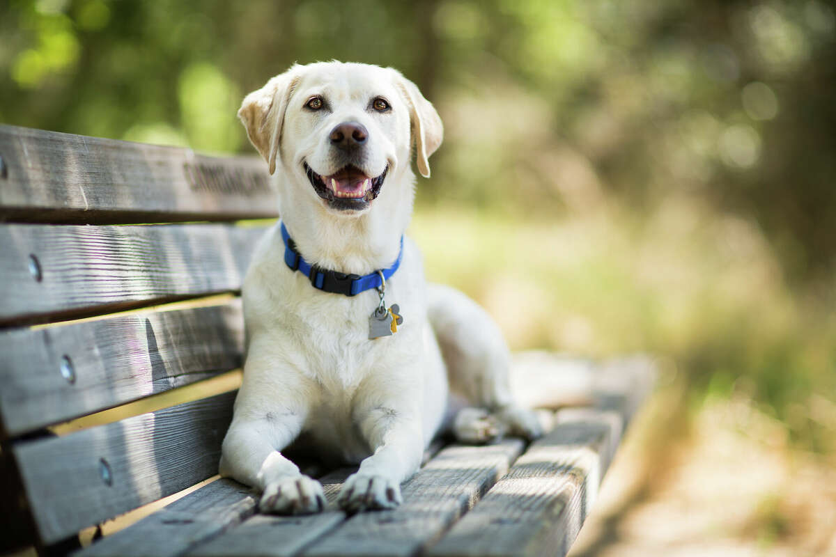 A yellow Labrador Retriever dog smiles as it lays on a wooden bench outdoors on a sunny day.