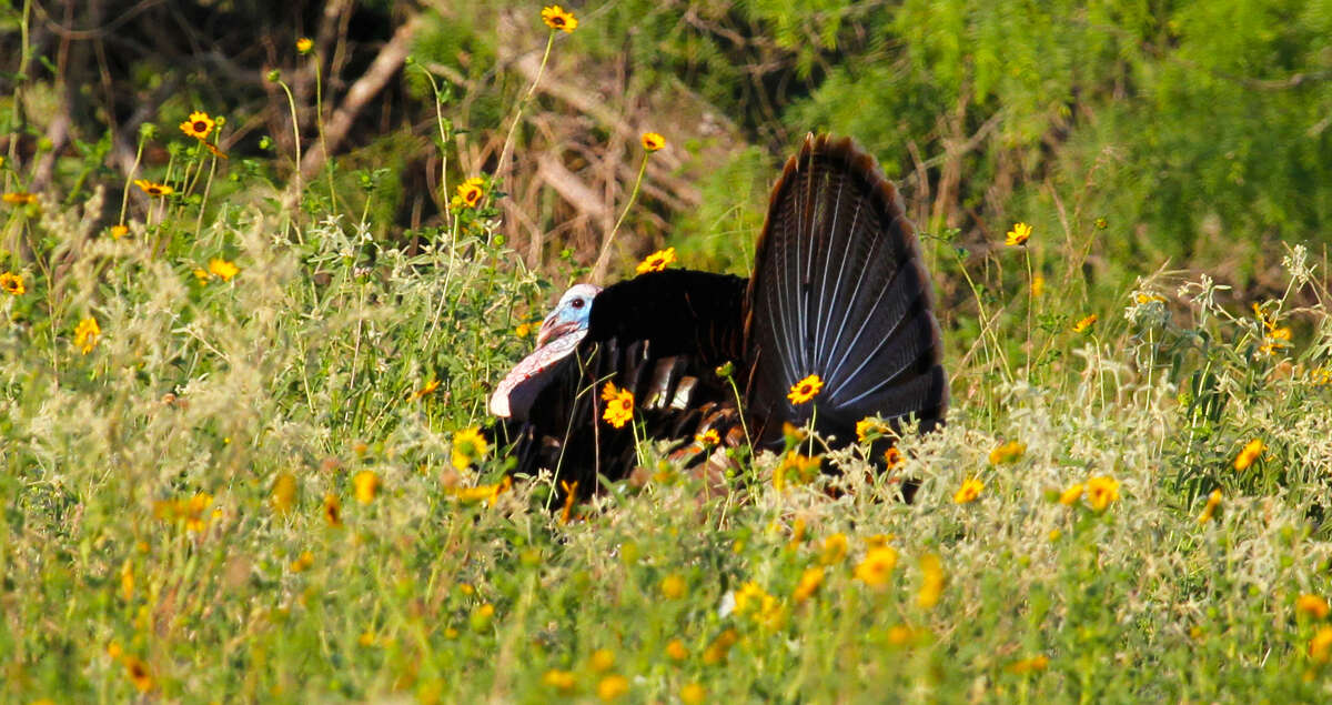 An adult male Rio Grande turkey struts and fans as he follows his harem of hens feed on green vegetation and insects in a South Texas field covered in wildflowers.