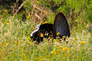 Spring turkey season set to begin for Texas hunters