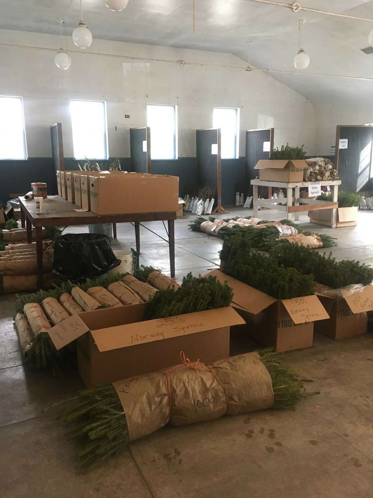 The Mecosta & Osceola-Lake Conservation District is set to host a spring tree and seedling sale for 2022, and there is still time for residents to get order requests in. 