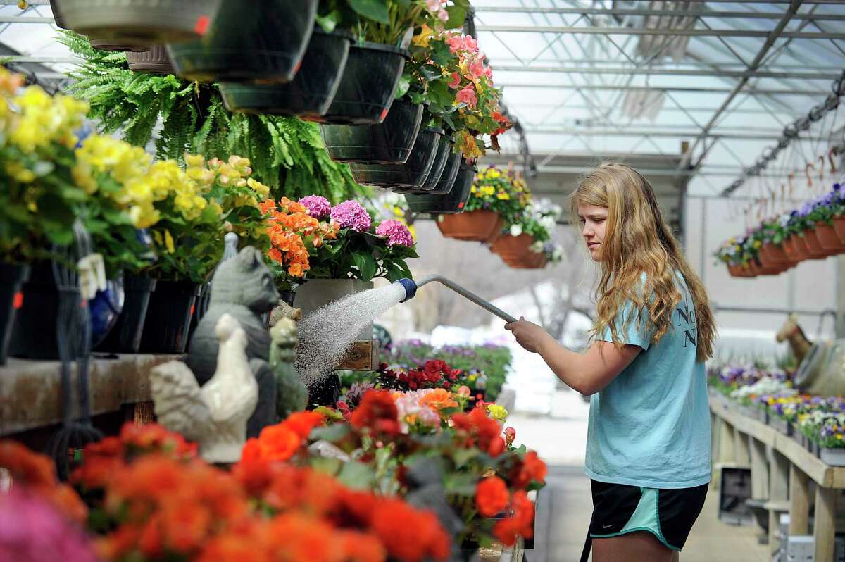 Madison Halas, 15, waters begonias at the Halas Farm Market in Danbury Monday afternoon, April 10, 2017. March 20 marks the start of spring.