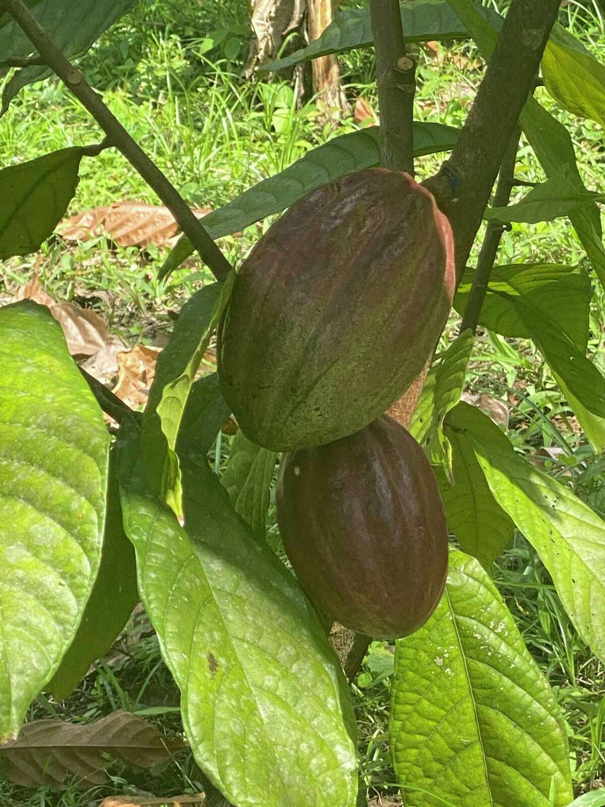 The fruit of the Theobroma tree contains pods that hold cacao beans, the main ingredient in chocolate.