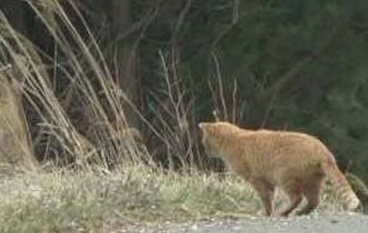 Madison County has approved Trap-Neuter-Return programs for feral cats.