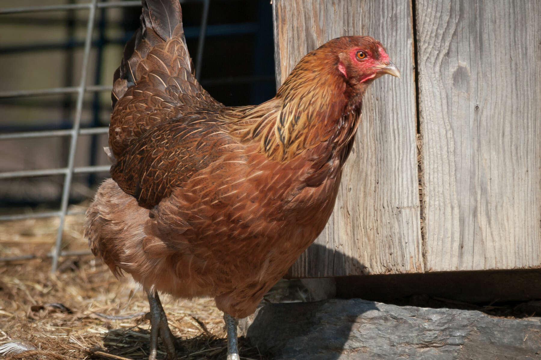 Bird Flu Detected In Ulster Dutchess Counties