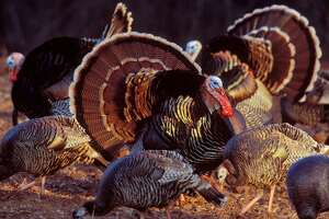 Turkey season looks promising, but hunters will need patience